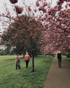 eldery people in park trees blossoming